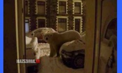 Csak egy jegesmedve az ajtómban