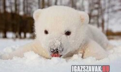 Ennivalón helyes jegesmedve kölyök aki imádja a havat