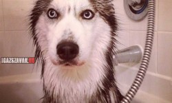 Husky, fürdetés után