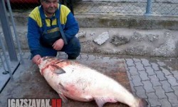 Óriási halszörnyet fogtak ki a  Balatonból