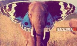 Ki mondta, hogy az elefánt nem tud repülni?