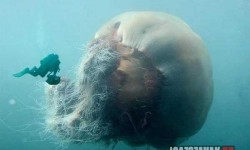 Szakállas medúza: Egy gyönyörű óriás