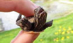 Egy igazán boldog teknős