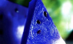 Kék görögdinnye, a nyár szenzációja- Falnád?