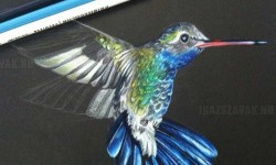 Fantasztikus kolibri ceruzarajz