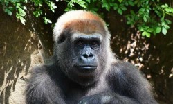 Találkoztam Júliával a gorillával  Bronx-i állatkertben, aki pózolt nekem