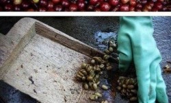 Nyami: Így készül a világ legdrágább kávéja