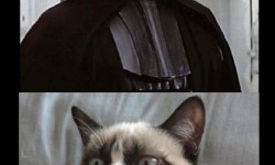 Grumpy Cat és a sötét oldal…