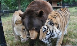 Hihetetlen barátság tigris, medve és oroszlán között