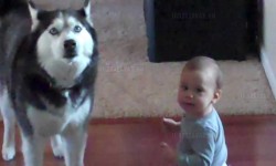 Egy kisbaba és egy kutya “beszélgetése”. Nem lehet nevetés nélkül végignézni!