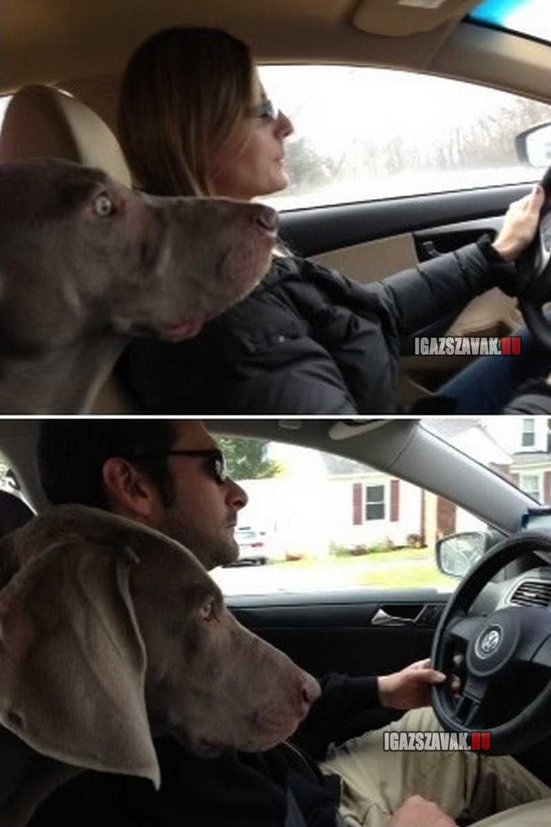 A nő vagy a férfi vezet jobban, A kutya döntött