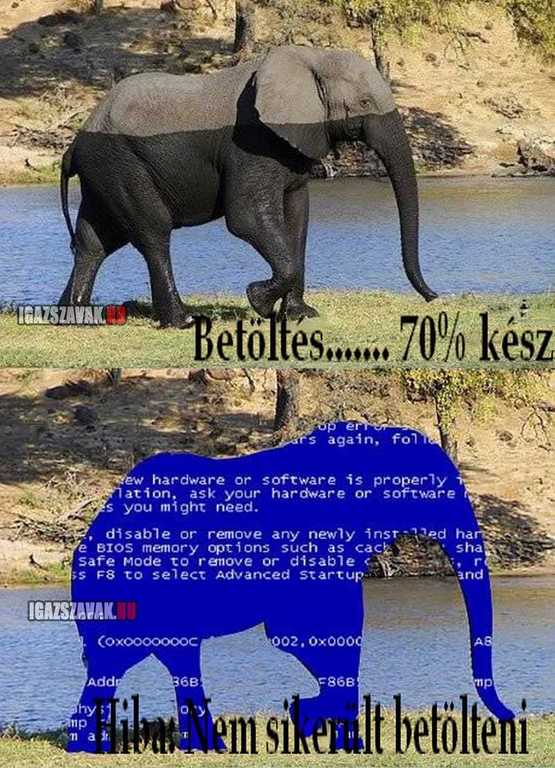 Az elefánt töltödik, kérem várjon