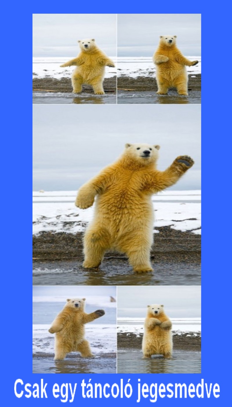 Csak egy táncoló jegesmedve