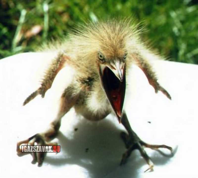 Ilyen egy igazán dühös madár