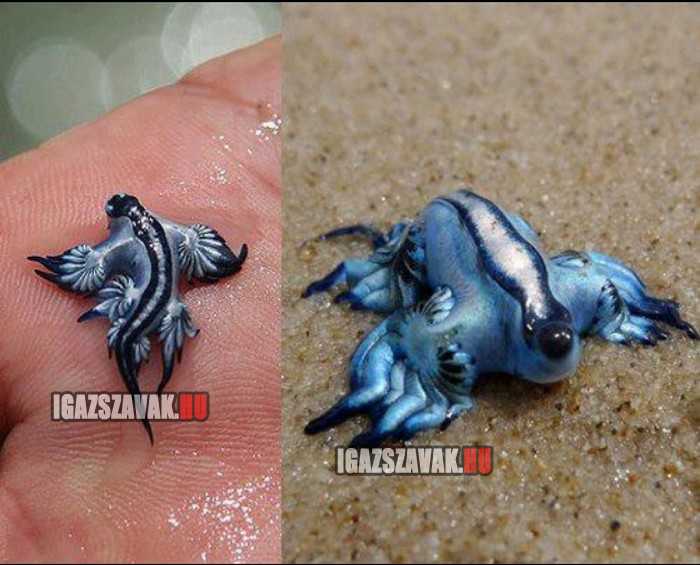 Blue Dragon, kék sárkány. a világon az egyik legszebb és legritkább puhatestűje