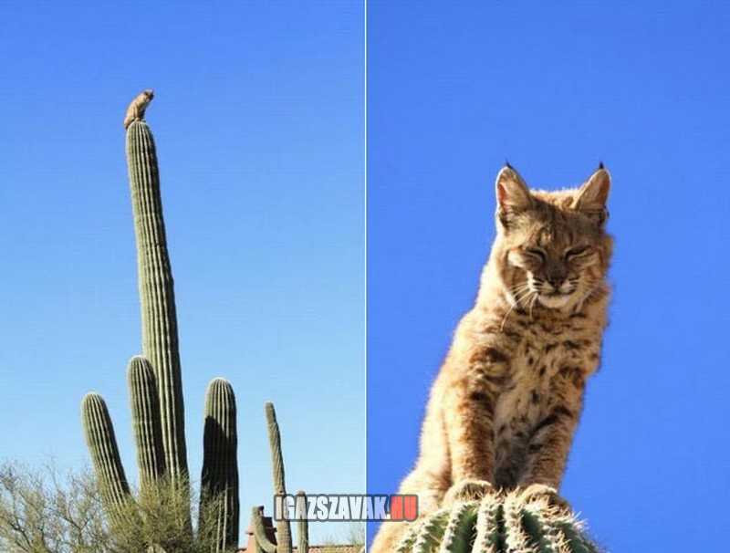 a kaktuszok úra lenéz az ő tüstés tornyából