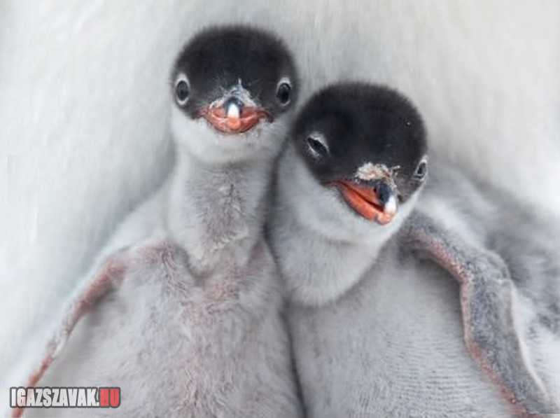 vagány fotogén pingvinek