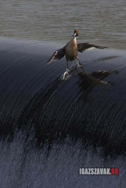 csak egy laza szörfözö kacsa