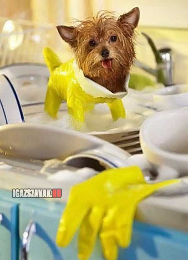 igy segít a kutyusom mosogatni