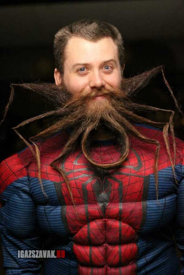 király pók szakáll