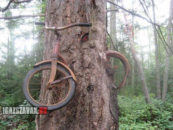 60 évvel ezelött odaláncoltam a biciklimet ehhez a fához