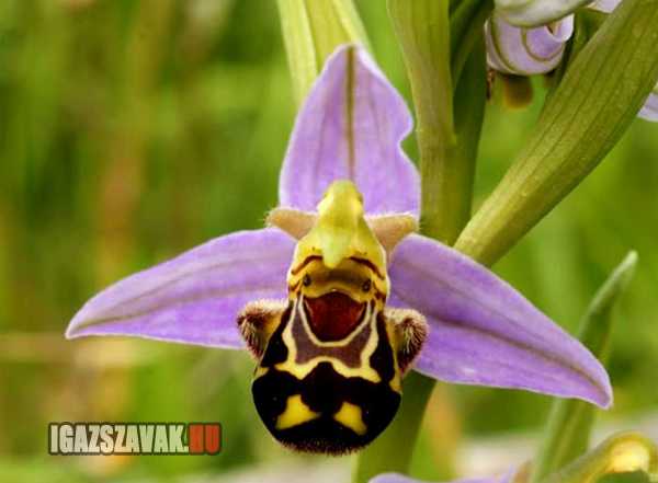 A legboldogabb  Orchidea a világon