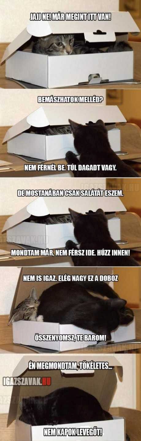 a macskák és a doboz