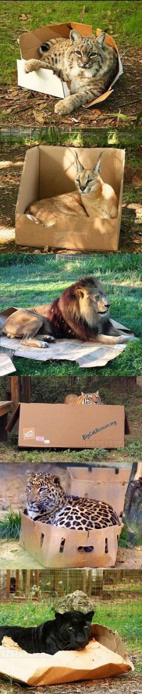 a nagy macskák ugyanugy szeretik a dobozokat