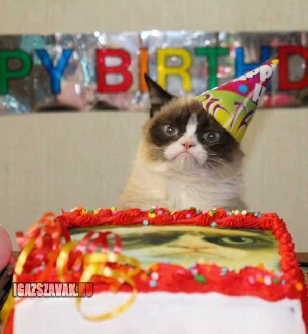 boldog születésnapot grumpy cat