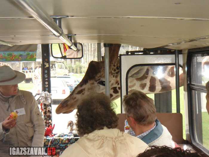 elnézést uram, ez a busz megy afrikába