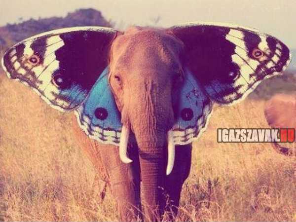 ki mondta, hogy az elefánt nem tud repülni