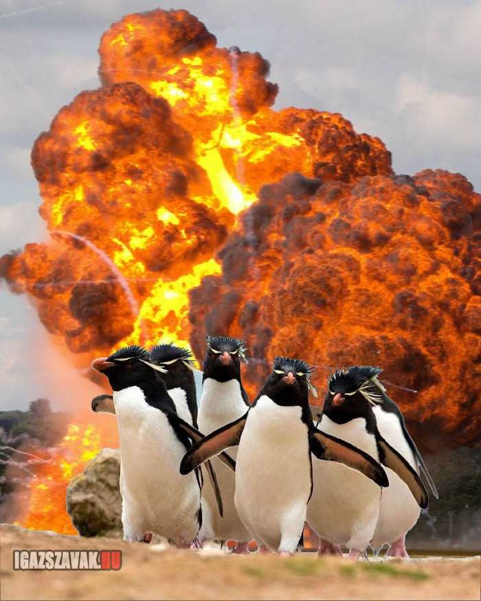 soha ne szórakozz a pingvinekkel