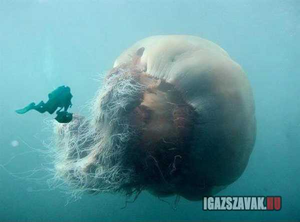 szakállas medúza egy gyönyörú óriás