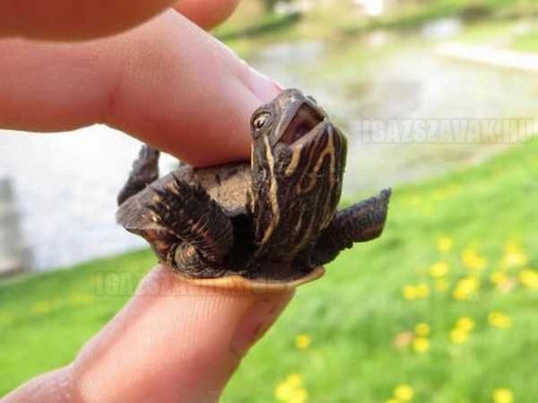 egy igazán boldog teknős