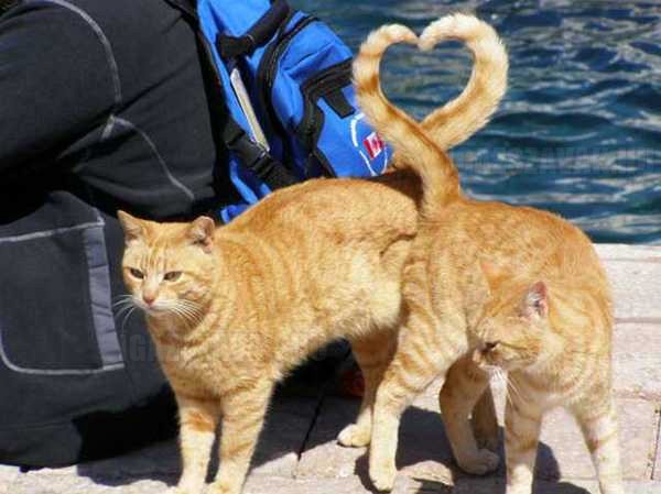 macska szerelem