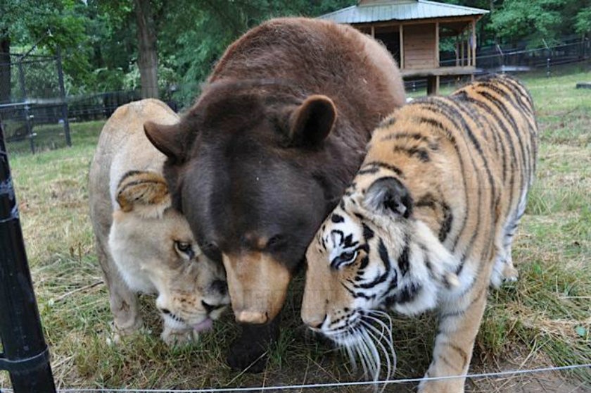 Hihetetlen barátság tigris, medve és oroszlán között