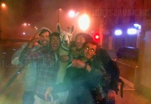 Részeg fiatalok elloptak egy cirkuszi lámát, és végigbulizták vele az éjszakát Bordeaux-ban