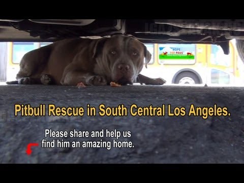 A félénk kóbor pitbull megható története
