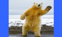 Csak egy táncoló jegesmedve