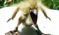 Ilyen egy igazán dühös madár!