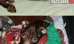 Megrázó képek – A pitbull aki nem adta föl!