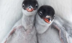 Vagány, fotogén pingvinek