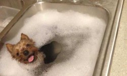 Valaki nagyon imád fürdeni