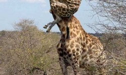 Egy példa arra hogyan vigyék magukkal csemetéiket a zsiráfok