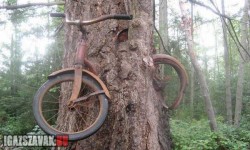 60 évvel ezelőtt odaláncoltam a biciklimet ehhez a fához