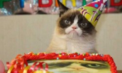 Boldog születésnapot Grumpy Cat