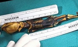 Megdöbbentette a tudósokat a „földönkívüli” csontváz