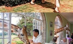 Ahol együtt lóghatsz a zsiráfokkal