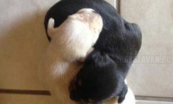 Yin és Yang kiskutyák