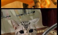 A macskákat nagyon megviseli a fürdetés